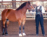 Lynda with GRAND Champion Cob - Glenhaven Welsh Atlanta in-hand at SWA Pony Classic '99