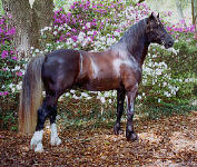 Solstice Chivas Regal living up to his name and standing proud with pink and white azaleas in background!