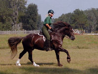 Solstice Chivas Regal under saddle at a canter in the front pasture.